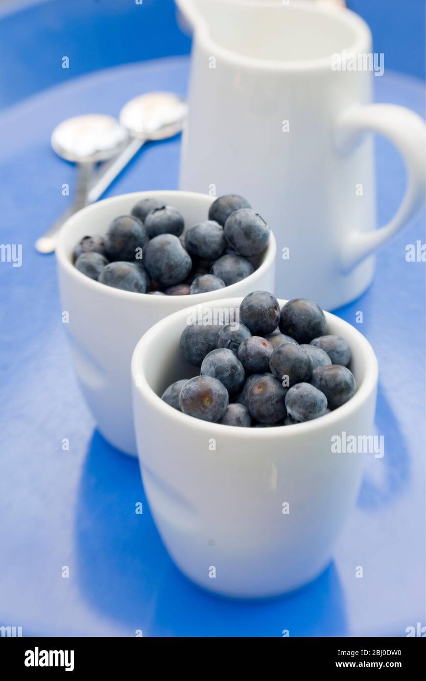 Bleuets frais dans de petits pots blancs avec pichet de lait ou de crème - Banque D'Images