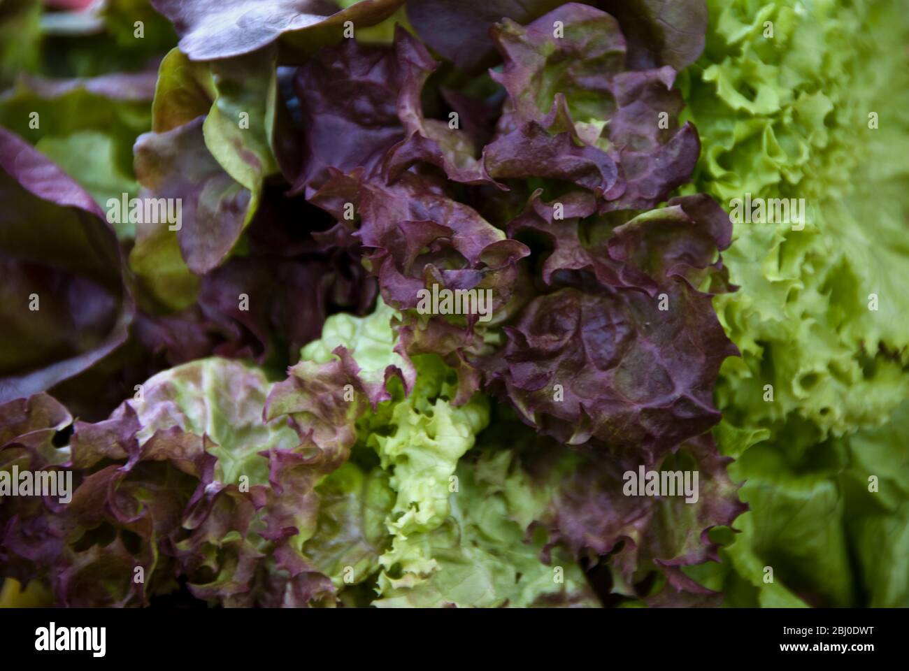 Gros plan sur les lettuces rouge et vert. - Banque D'Images