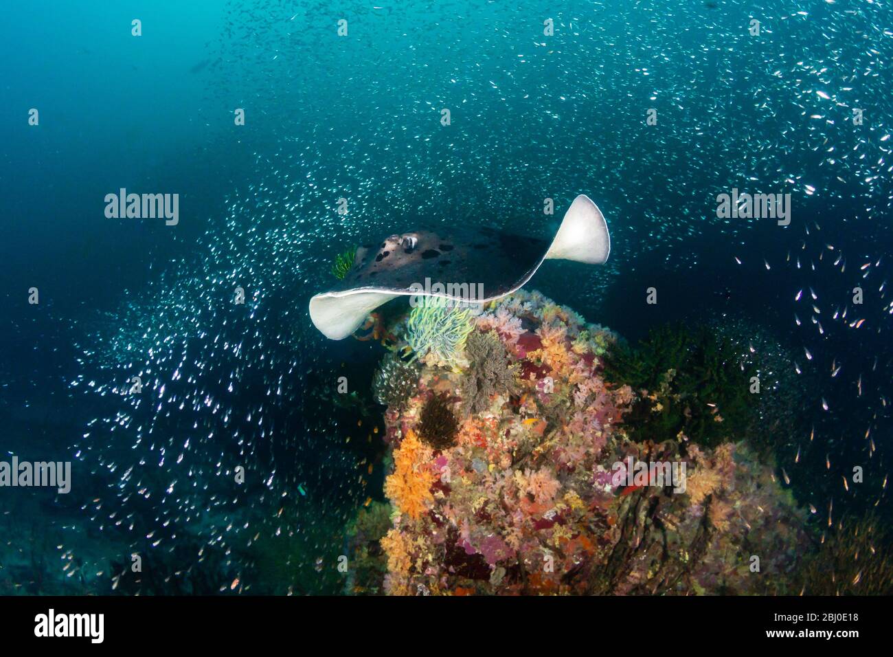 Un immense rayon marbré ( rayon de fantail aux taches ) nageant sur un récif tropical profond et coloré de corail dans les îles Similan de Thaïlande Banque D'Images