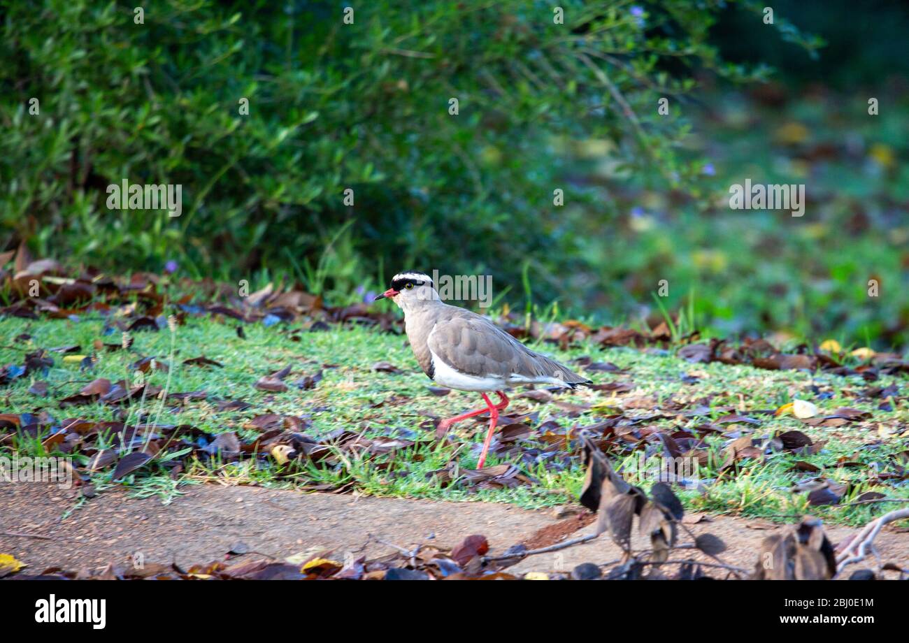 Vanneau couronné Banque D'Images