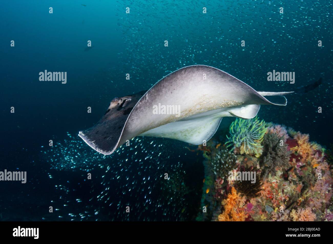 Un immense rayon marbré ( rayon de fantail aux taches ) nageant sur un récif tropical profond et coloré de corail dans les îles Similan de Thaïlande Banque D'Images