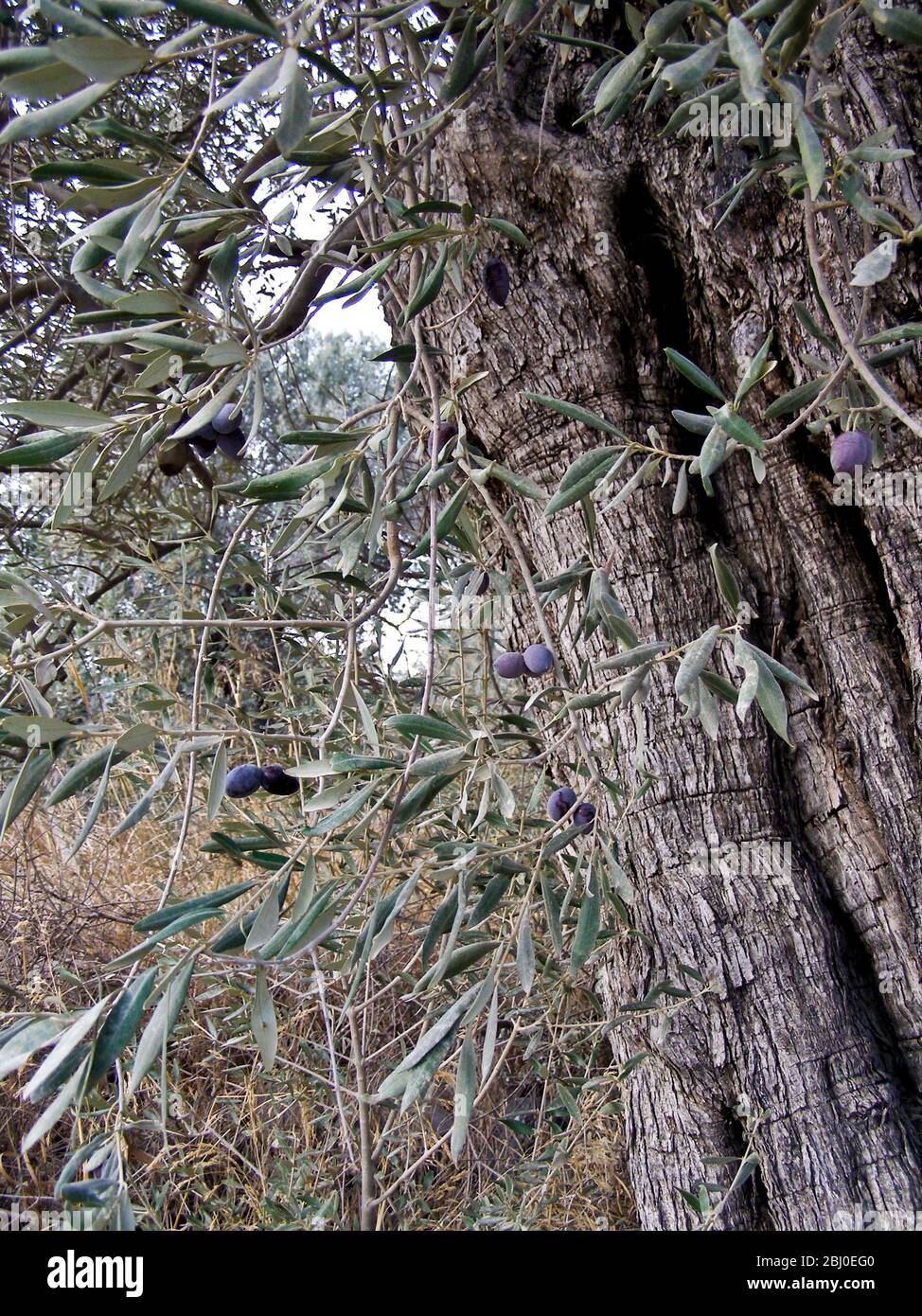 Olives qui poussent sur de vieux oliviers dans le sud de Chypre - Banque D'Images