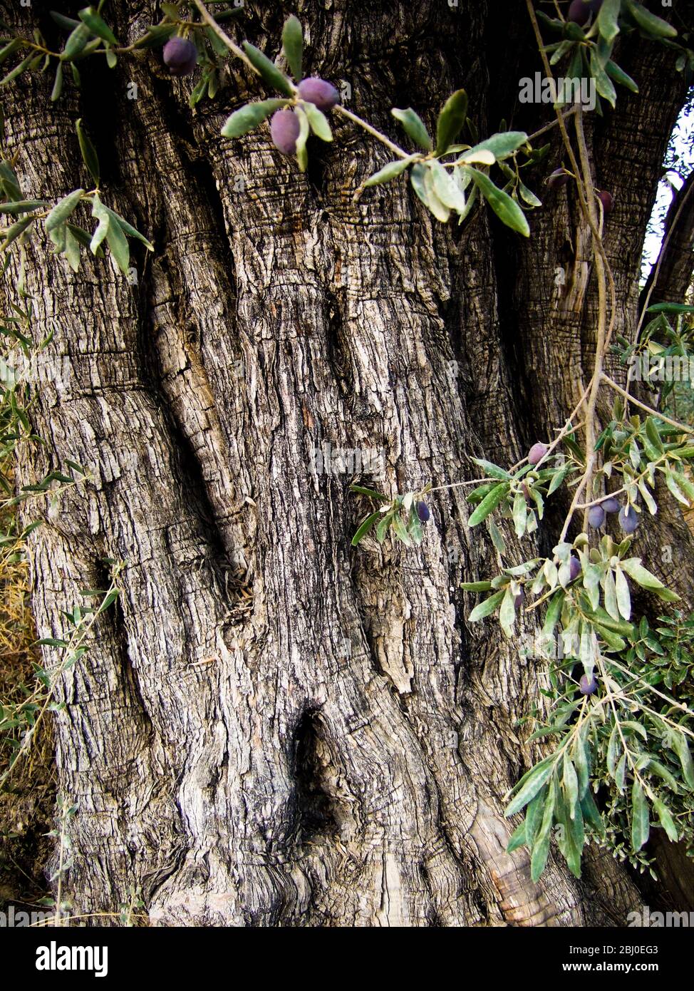 Olives qui poussent sur de vieux oliviers dans le sud de Chypre - Banque D'Images