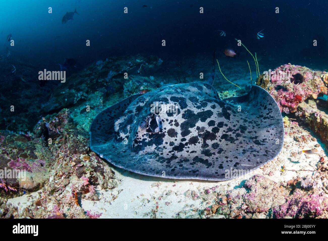 Un immense rayon marbré ( rayon de fantail aux taches ) nageant sur un récif tropical profond et coloré de corail dans les îles Similan de Thaïlande Banque D'Images