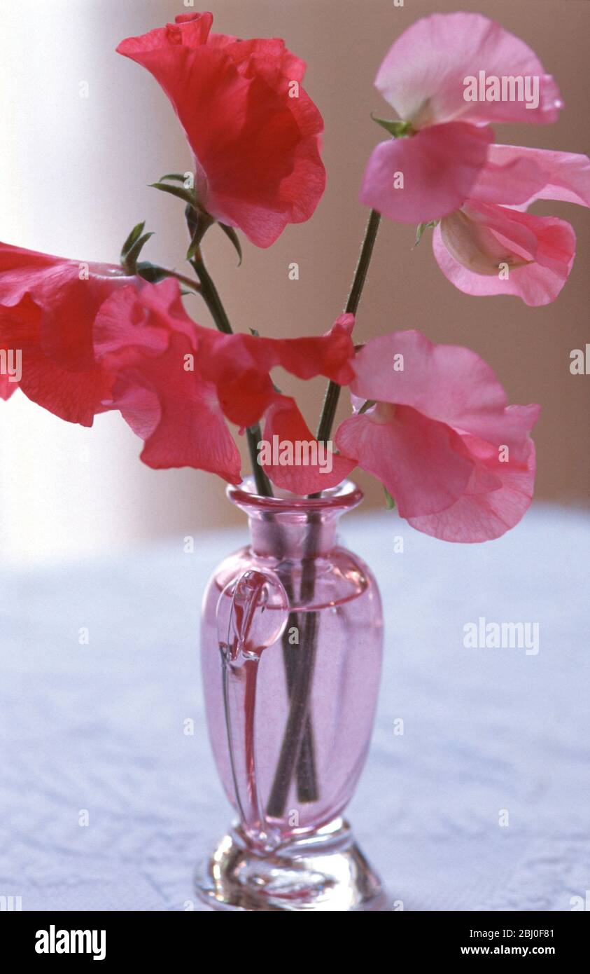 Deux tiges de pois roses doux dans un vase en verre rose - Banque D'Images