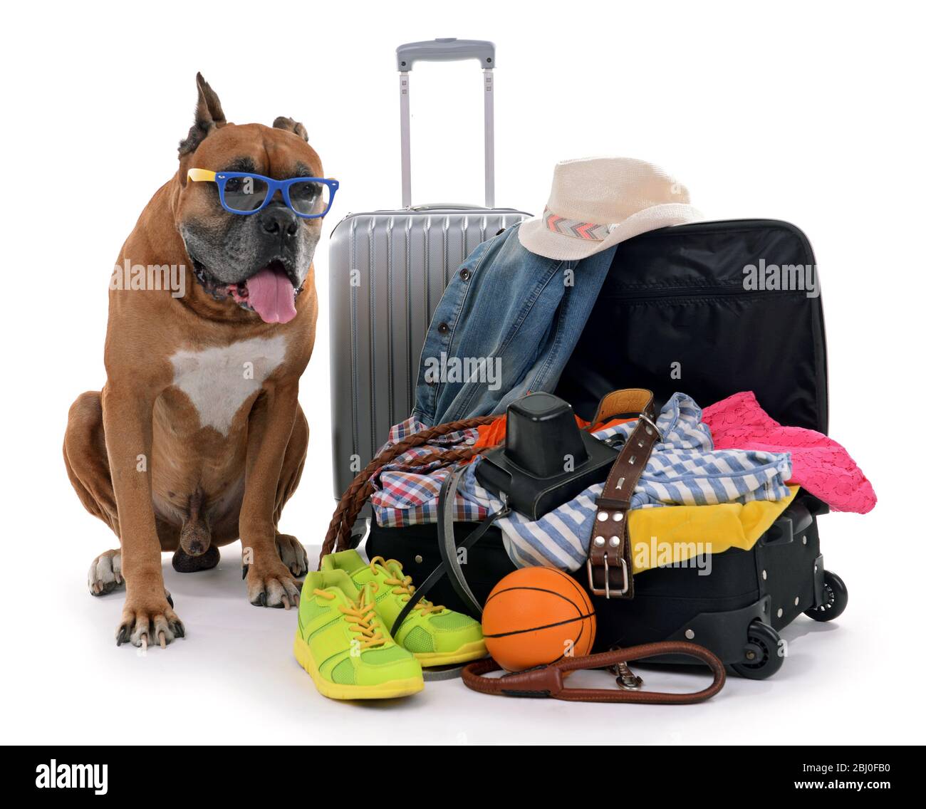 Magnifique Boxer Dog avec valises isolées sur blanc Banque D'Images