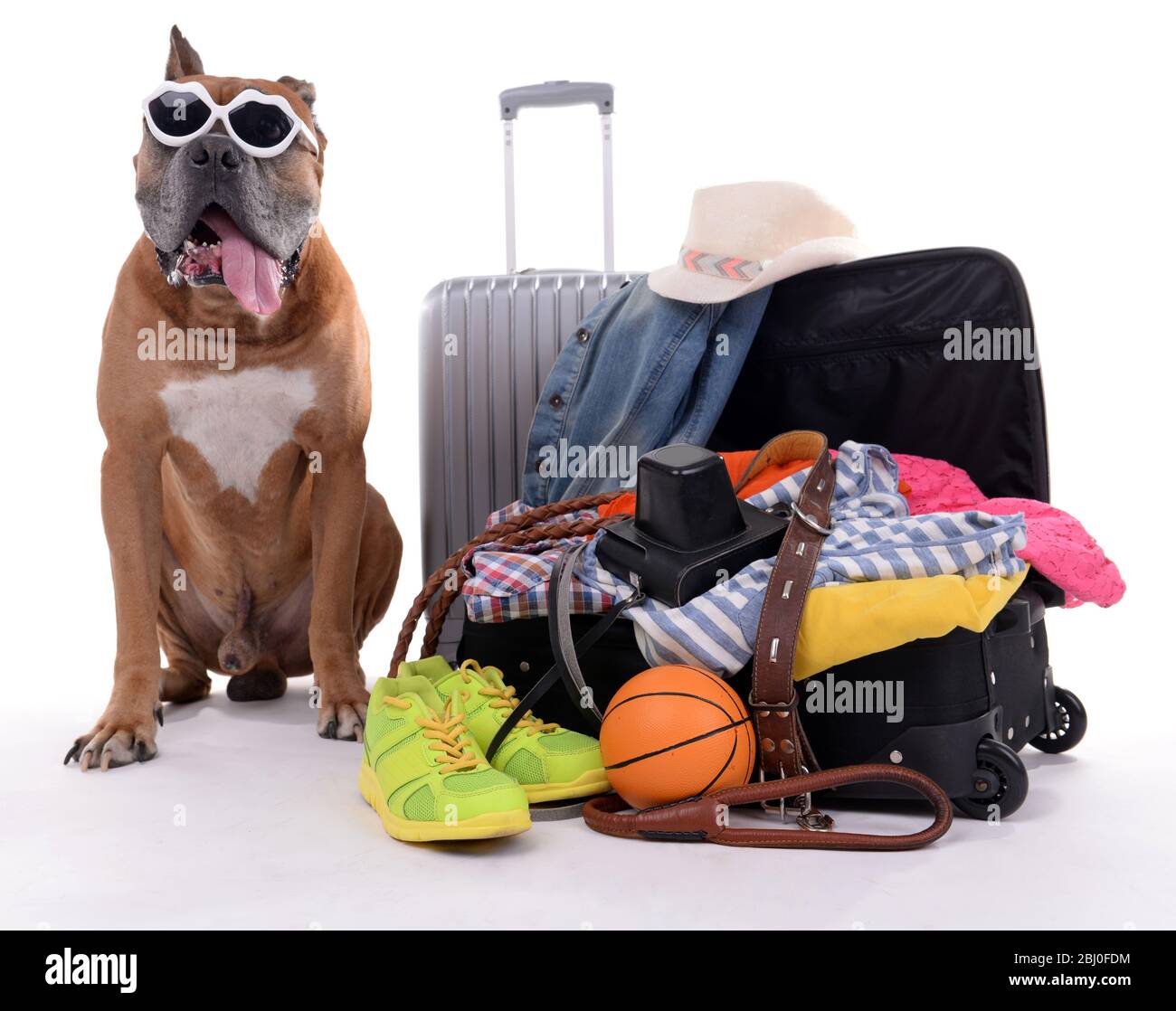 Magnifique Boxer Dog avec valises isolées sur blanc Banque D'Images