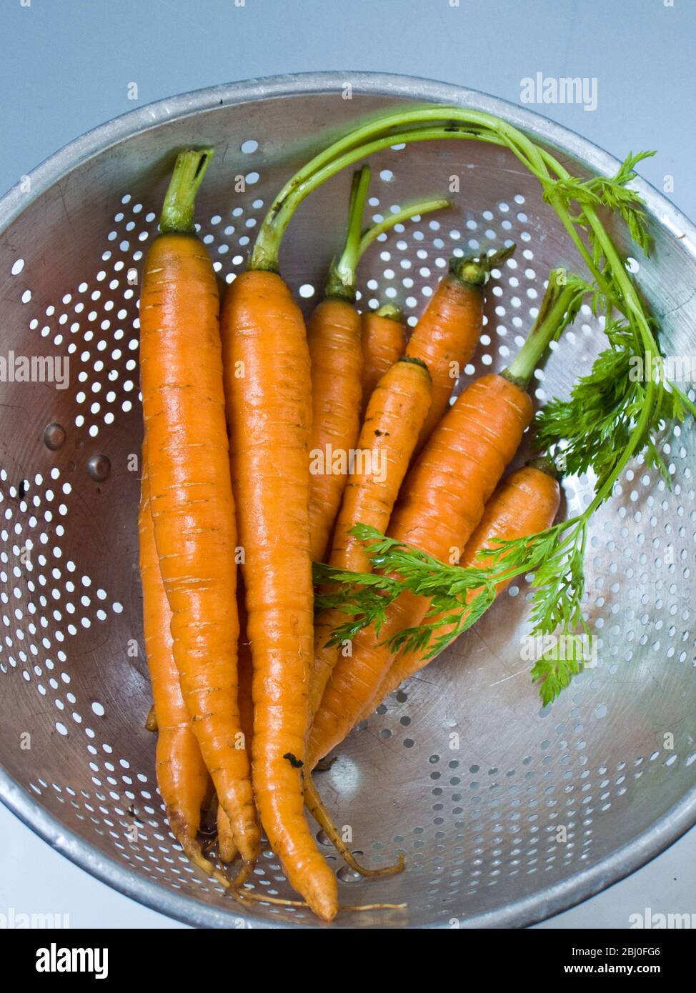 Bouquet de jeunes carottes fraîches avec hauts, égouttant dans une ancienne passoire en aluminium - Banque D'Images