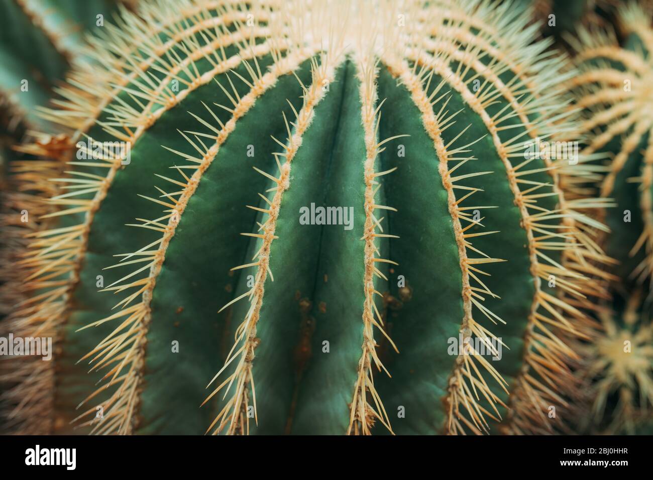 Close up of cactus en forme de globe avec de longues épines Banque D'Images