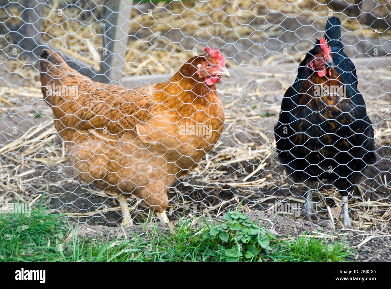 Poulets derrière fil de poulet dans le jardin de campagne - Banque D'Images