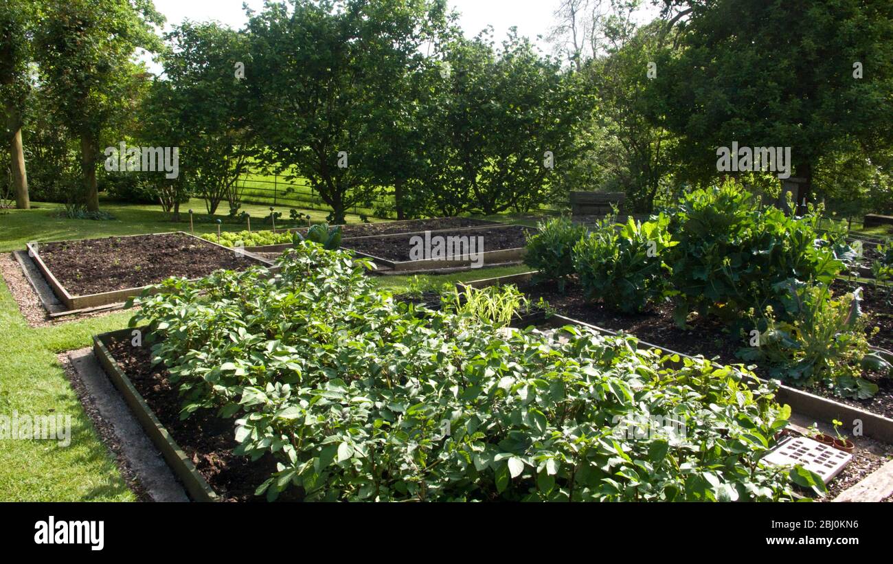 Jardin de légumes bien entretenu avec des plants de pommes de terre en croissance - Banque D'Images