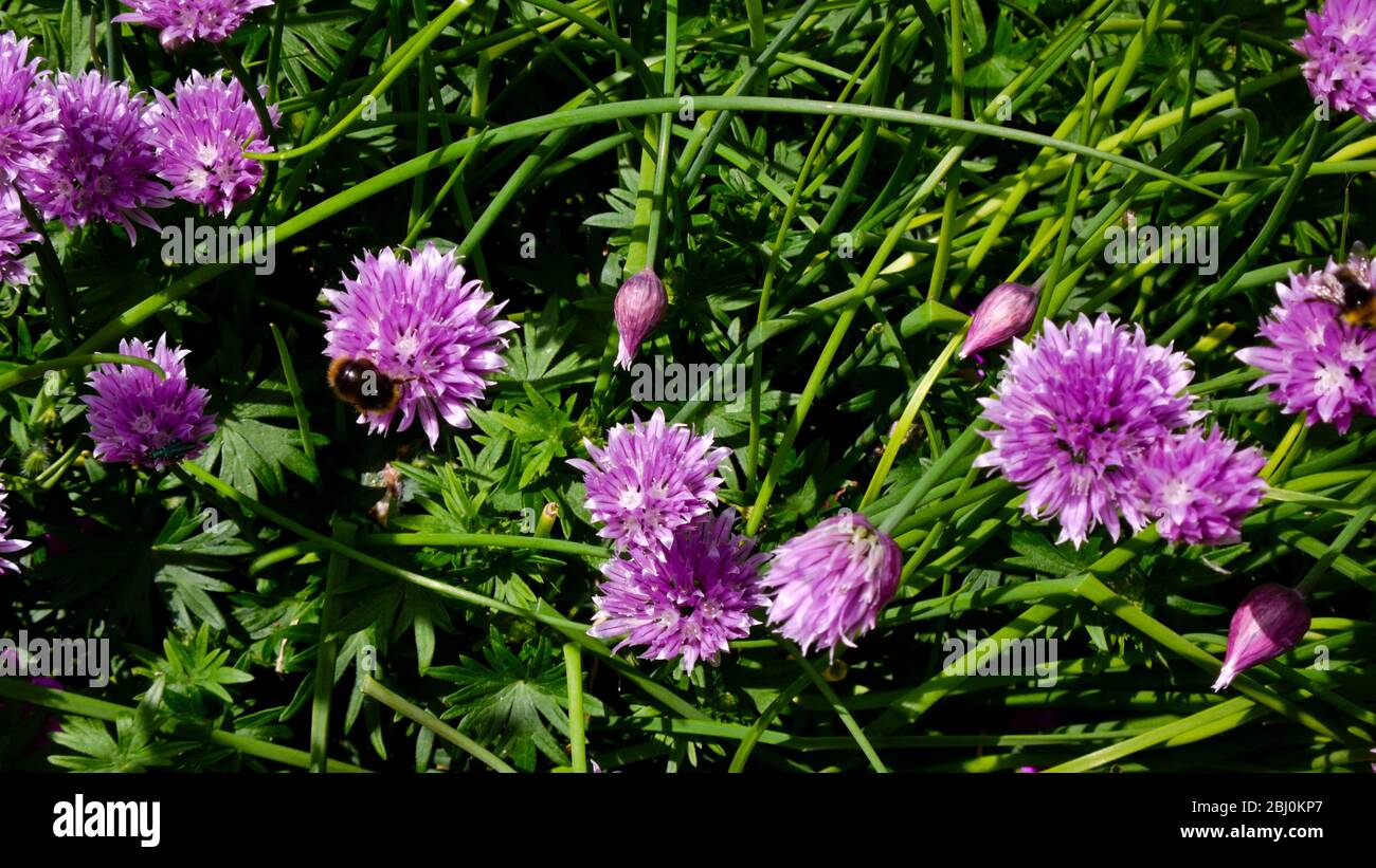Fleurs de ciboulette qui poussent dans le jardin avec des abeilles. - Banque D'Images