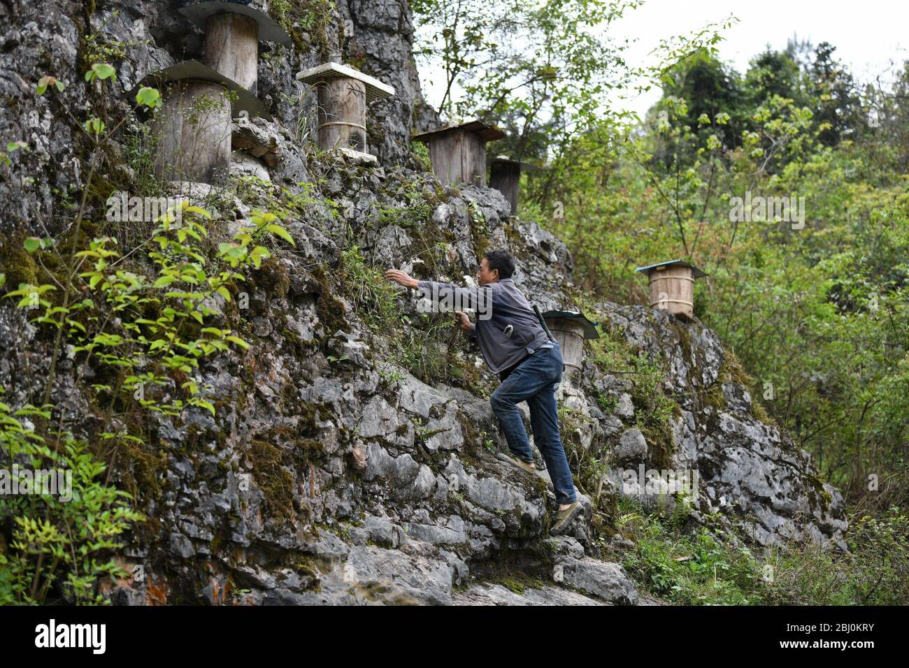 Chongqing, Chongqing, Chine. 28 avril 2020. Village de Dali, ville de gongtan, tujia et comté autonome de miao, ville de youyang, chongqing, à 1200 mètres au-dessus du niveau de la mer, est un bon endroit pour se garder avec des montagnes denses, de l'air frais, des ruisseaux clairs et des fleurs sauvages parfumées.le 25 avril 2020, il zuqiu, un villageois de tujia du village de Dali, a grimpé la falaise pour vérifier le seau d'abeilles sur le rocher. Il a dit que de nombreuses abeilles sauvages ont utilisé pour voler à cette montagne chaque année pour construire des nids et faire du miel dans le fossé de pierre. Il y a quelques années, Sichuanà¯ÂμÅ'CHINA-ago, quelqu'un a mis en place une ruche sur un pic de pierre et a rassemblé doz Banque D'Images