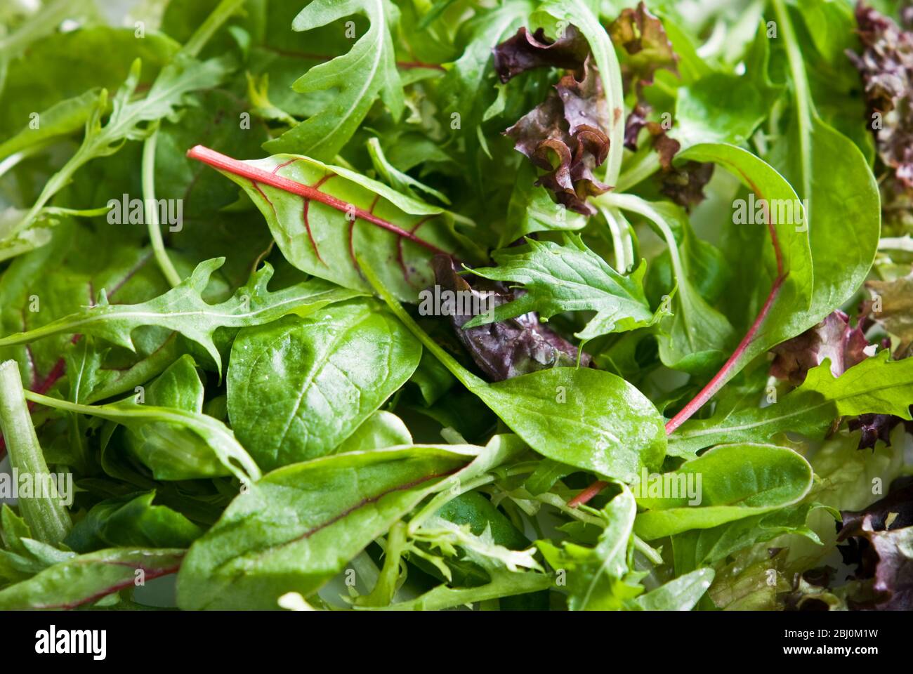 Feuilles de salade mélangées. Un mélange de feuilles de bébé - Banque D'Images