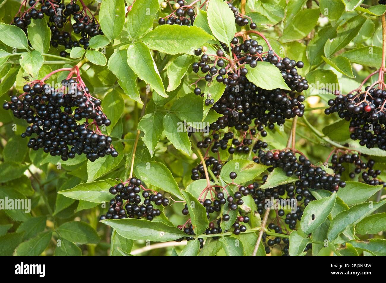 Elderberries gaviing sur les buissons plus âgés à Kentish hedgeriow en septembre - Banque D'Images