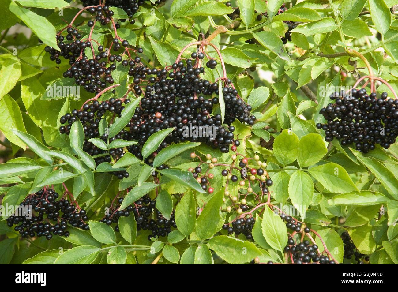 Elderberries gaviing sur les buissons plus âgés à Kentish hedgeriow en septembre - Banque D'Images