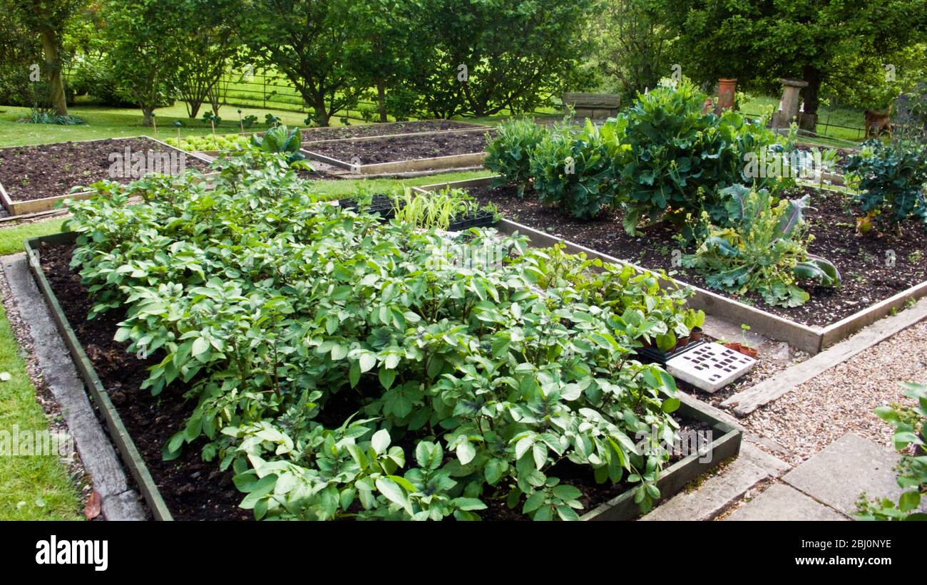 Jardin de légumes bien entretenu avec des plants de pommes de terre en croissance - Banque D'Images