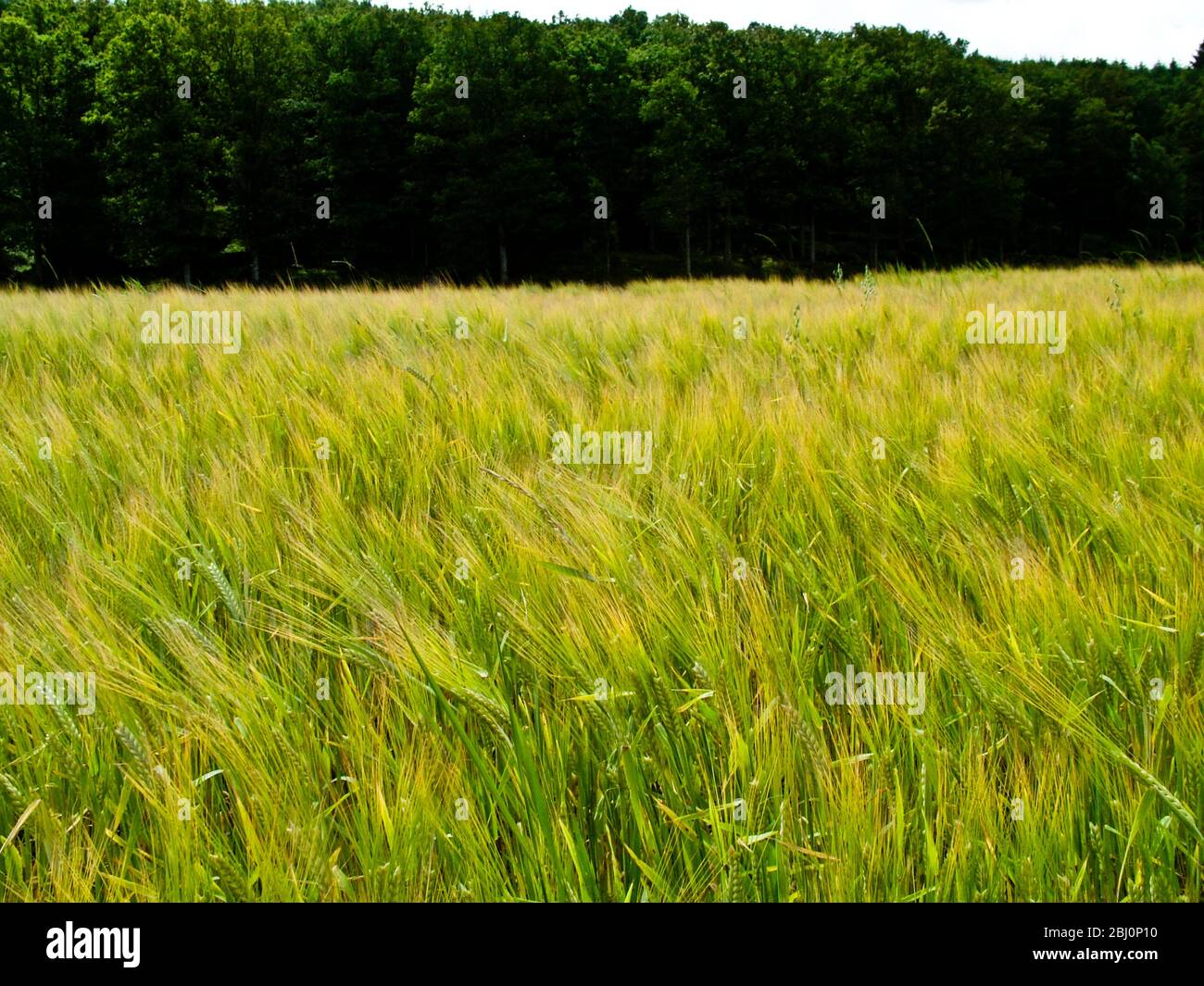 Orge de mûrissement dans le champ de Halland, dans le sud de la Suède avec la forêt en arrière-plan - Banque D'Images