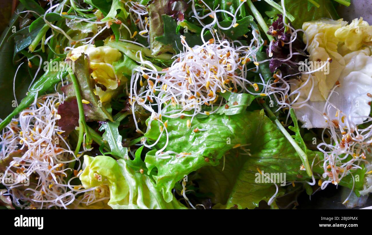 Salade saine de feuilles de laitue mélangées et de germes de luzerne - Banque D'Images