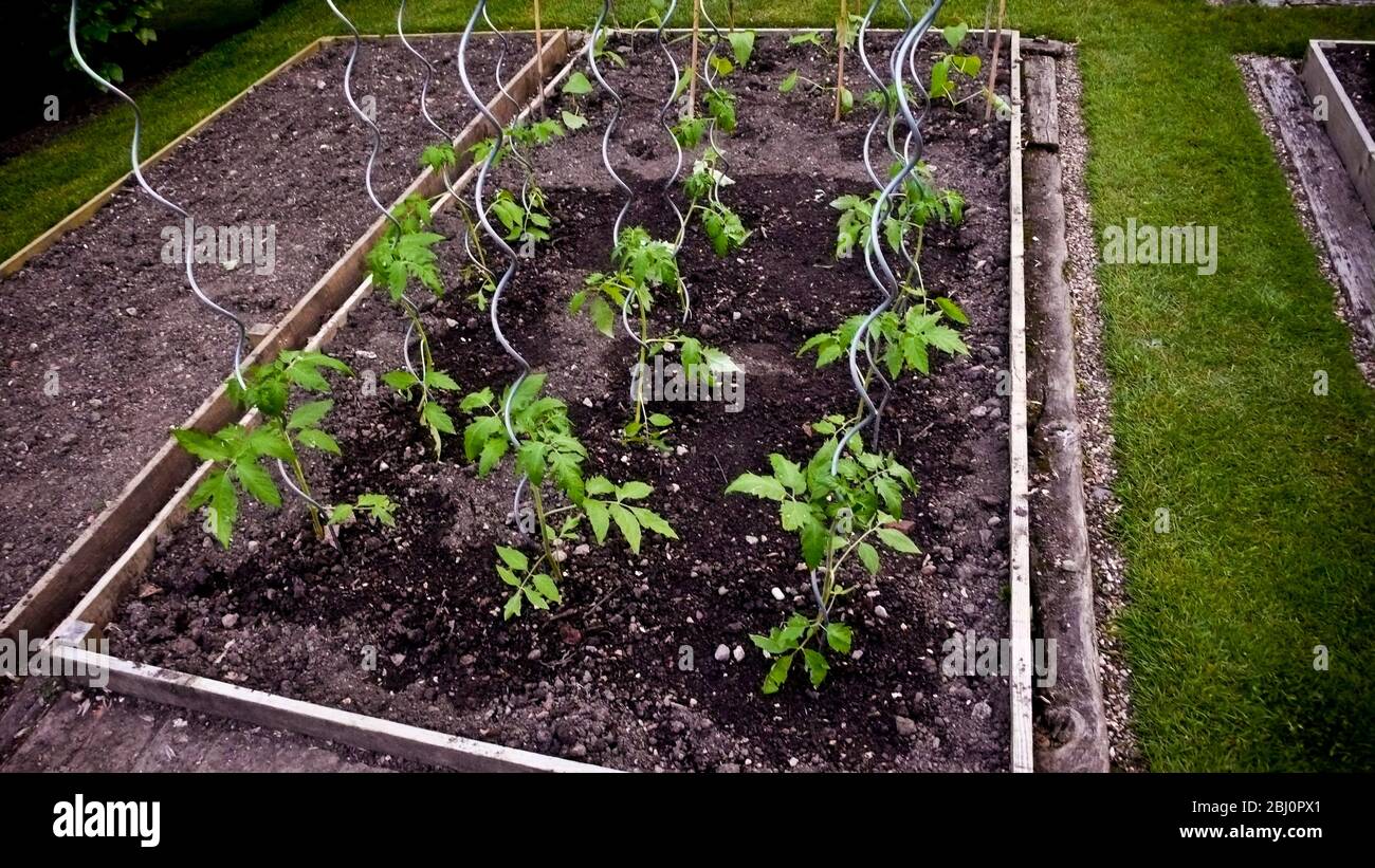 Les plants de tomates ont récemment été plantés dans des lits surélevés avec des poteaux métalliques coulis comme piquets - Banque D'Images