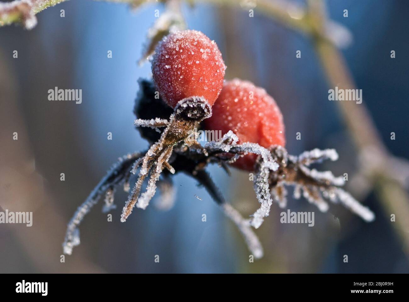 Rosesiers congelés dans le jardin d'hiver - Banque D'Images