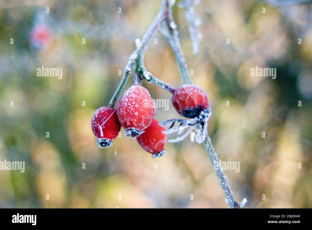 Rosesiers congelés dans le jardin d'hiver - Banque D'Images