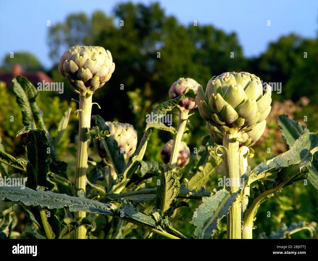 Artichauts comme plante architecturale dans la bordure herbacée en soirée lumière du soleil - Banque D'Images