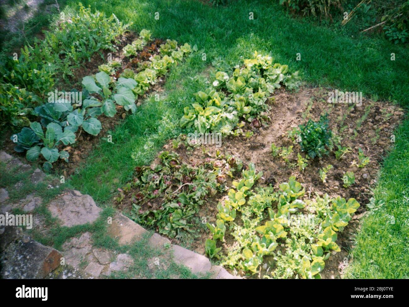 Petit terrain de légumes par maison de campagne italienne en Toscane - Banque D'Images