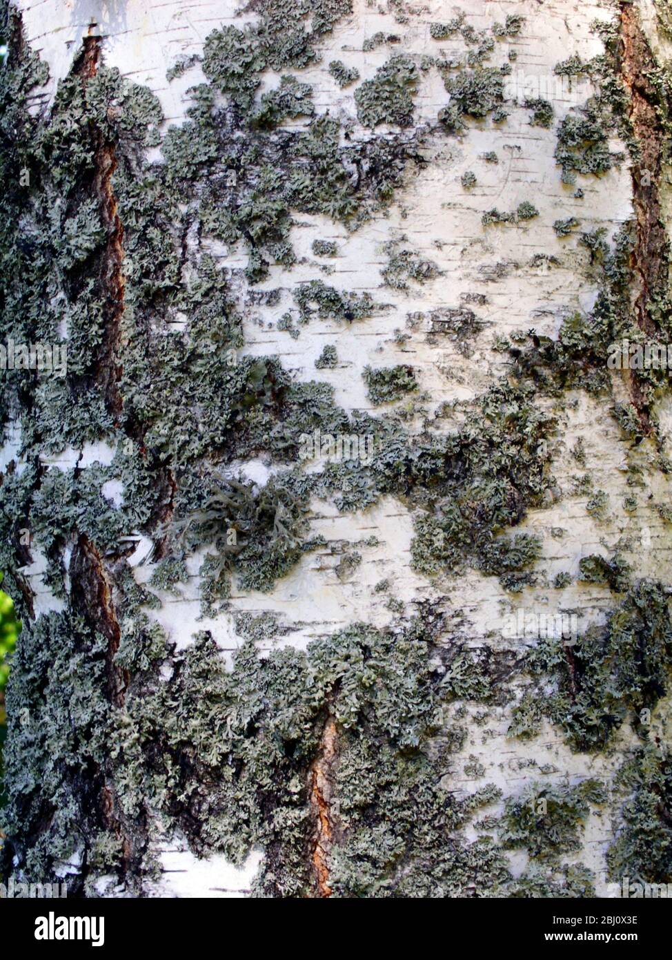 Gros plan du tronc de bouleau avec lichen, à VarmlŠnd, Suède - Banque D'Images