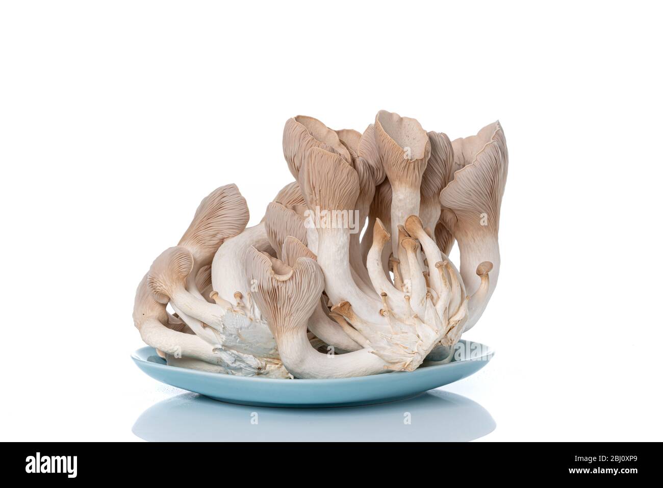 Pleurotus eryngii connu sous le nom de trompette de roi, de champignon de  corne française, de champignon d'huître de roi sur blanc Photo Stock - Alamy