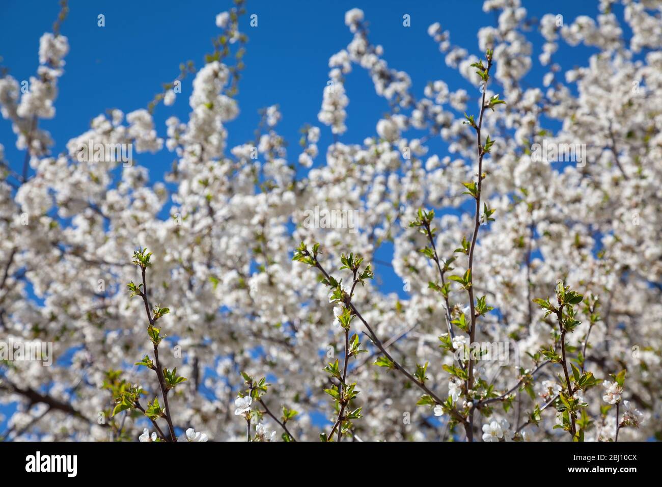 Flowering cherry contre le ciel bleu Banque D'Images