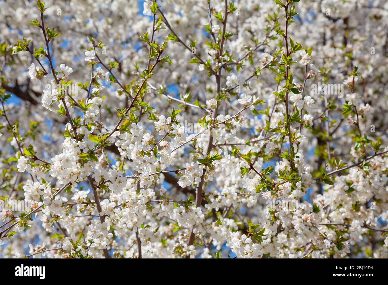 Flowering cherry contre le ciel bleu Banque D'Images