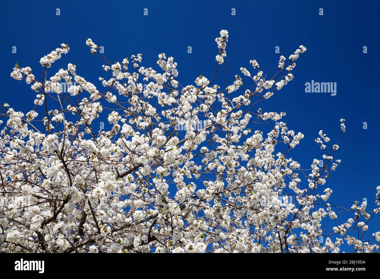 Flowering cherry contre le ciel bleu Banque D'Images