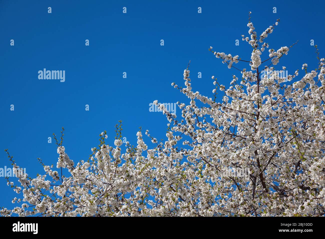 Flowering cherry contre le ciel bleu Banque D'Images