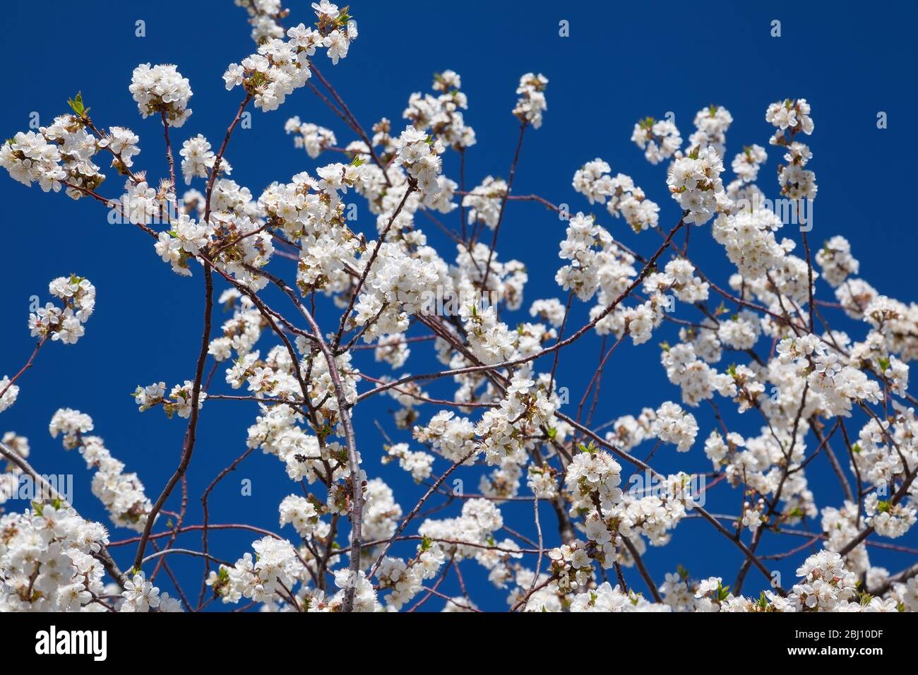 Flowering cherry contre le ciel bleu Banque D'Images