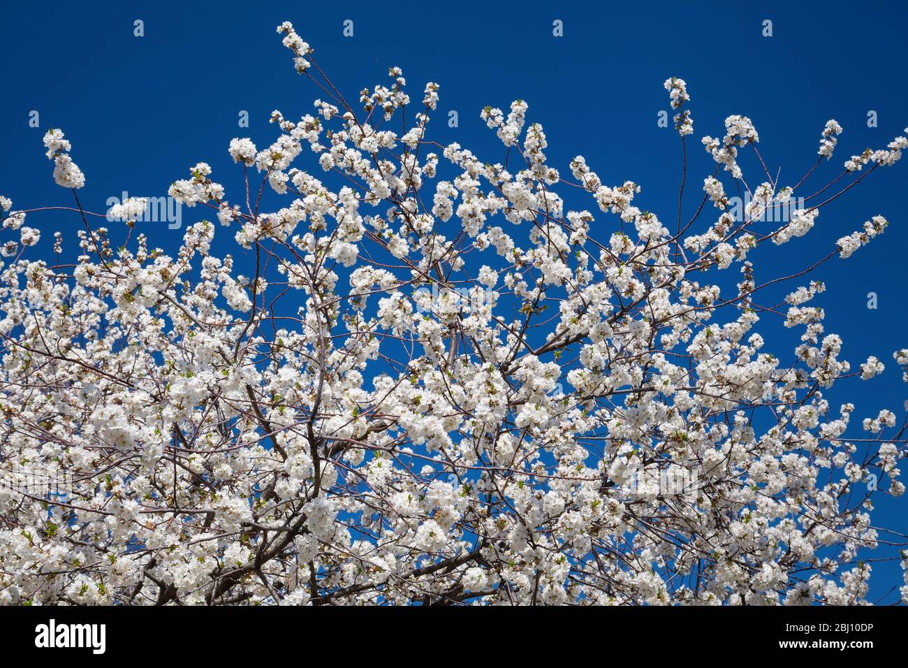 Flowering cherry contre le ciel bleu Banque D'Images