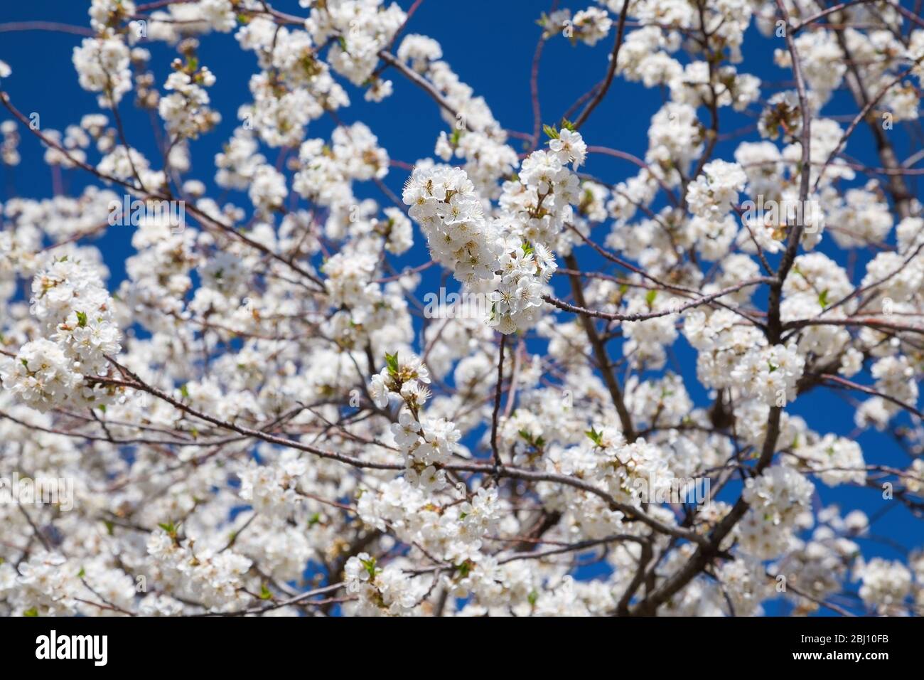 Flowering cherry contre le ciel bleu Banque D'Images