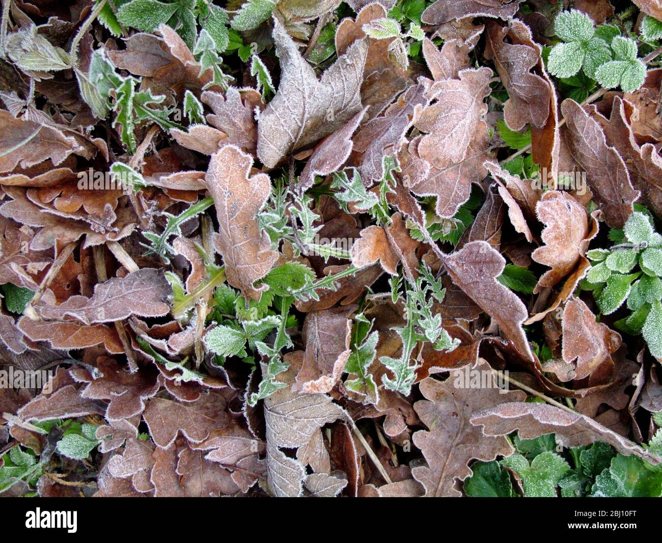 Terrain gelé en janvier avec des feuilles d'automne et des pousses de printemps. Kent Angleterre Royaume-Uni - Banque D'Images