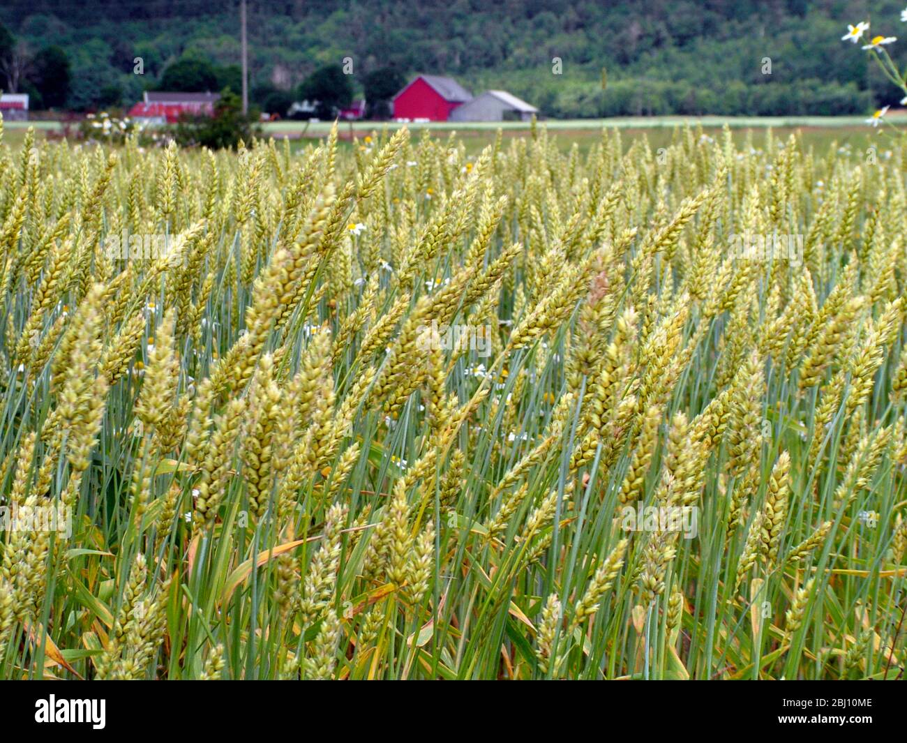 La maturation du champ de blé à Halland, dans le sud de la Suède avec la ferme et les granges rouges en arrière-plan - Banque D'Images