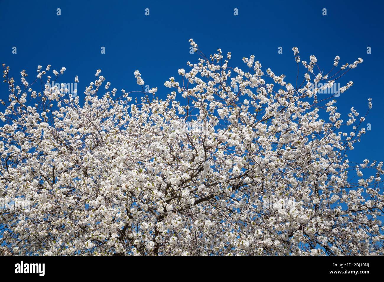Flowering cherry contre le ciel bleu Banque D'Images