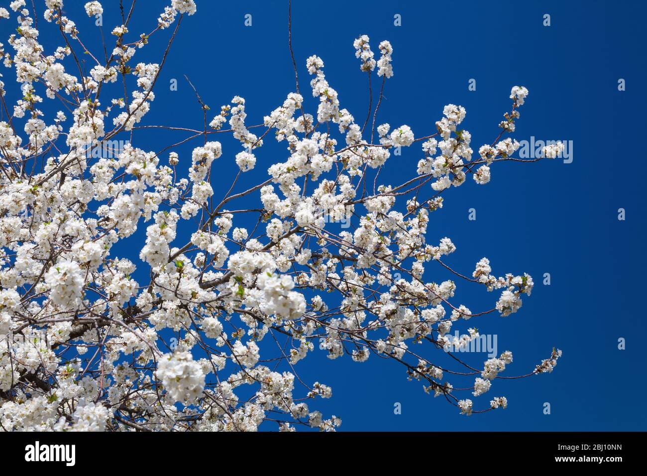 Flowering cherry contre le ciel bleu Banque D'Images