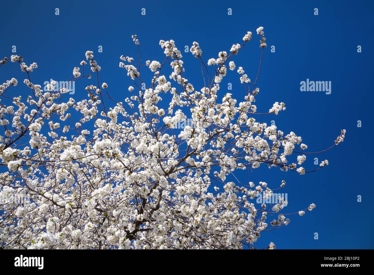 Flowering cherry contre le ciel bleu Banque D'Images