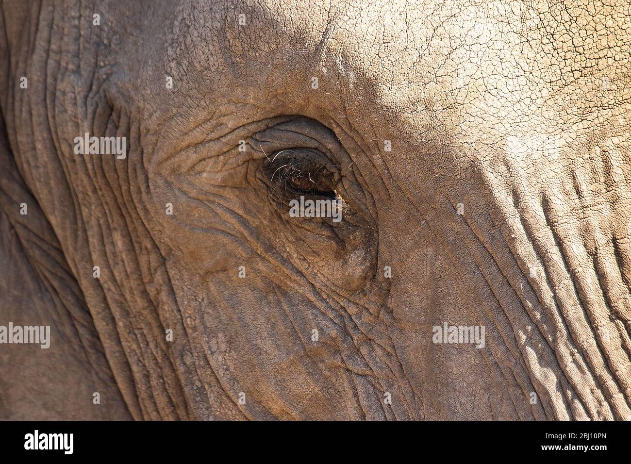 Éléphant d'Afrique (Loxodonta africana). Gros plan d'un œil. Parc national Kruger. Afrique du Sud Banque D'Images