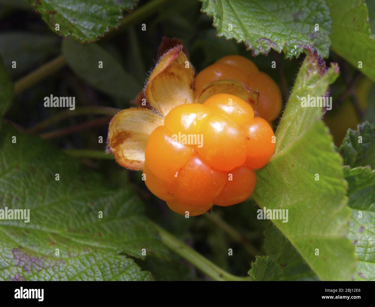 La mûre de brouille, Rubus chamaemorus L., Rosaceae, est une petite herbacée commune aux tourbières de l'hémisphère nord. La baie a un m fort Banque D'Images