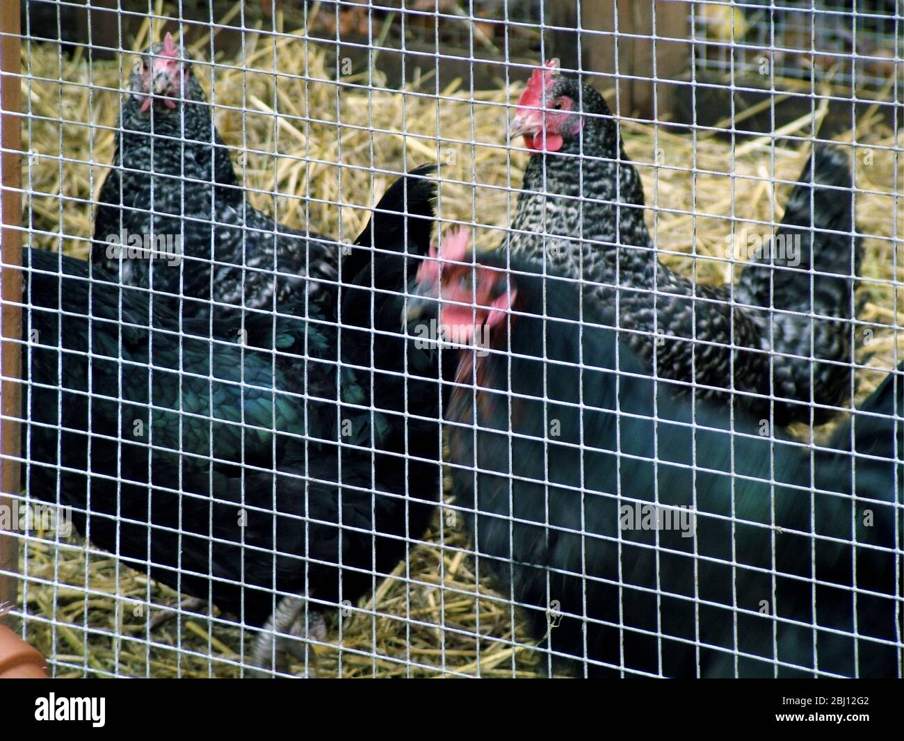 Poulets en liberté dans le jardin - Banque D'Images