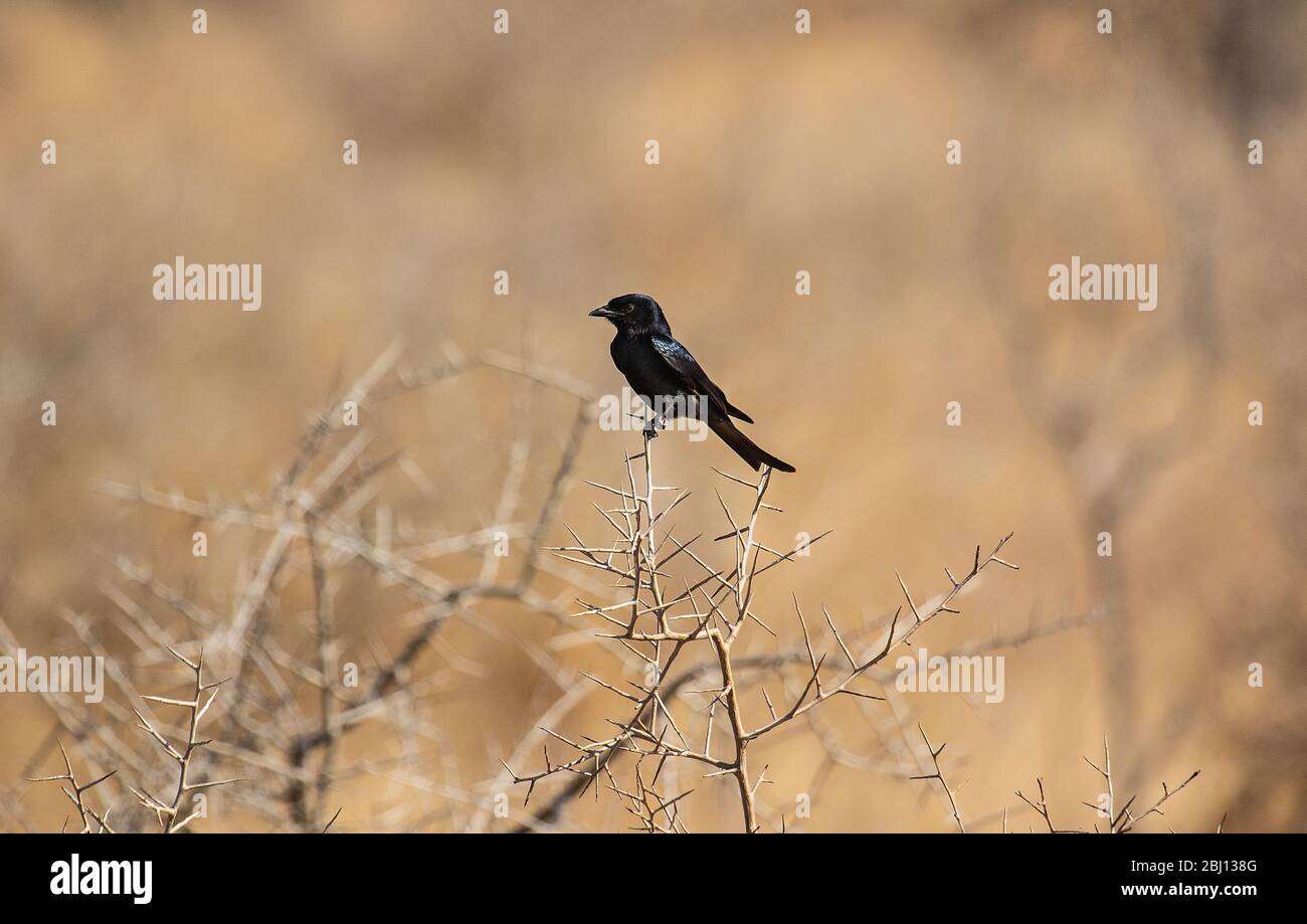 Drongo (Dicrurus adsimilis)réserve de jeu Timbavati, Afrique du Sud Banque D'Images