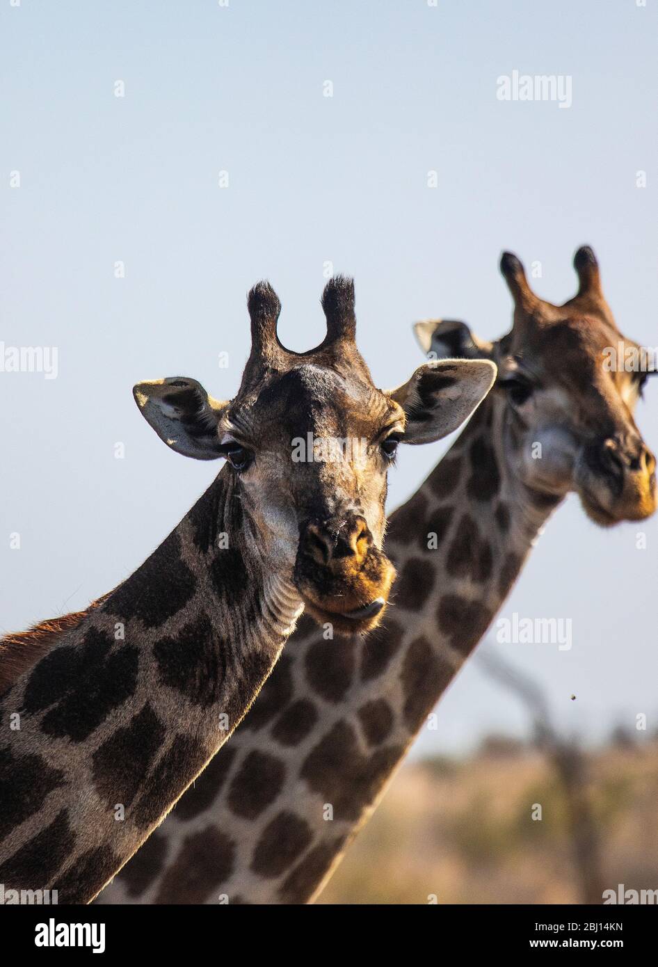 Giraffa, Giraffa giraffa.Kruger National Park, Afrique du Sud Banque D'Images