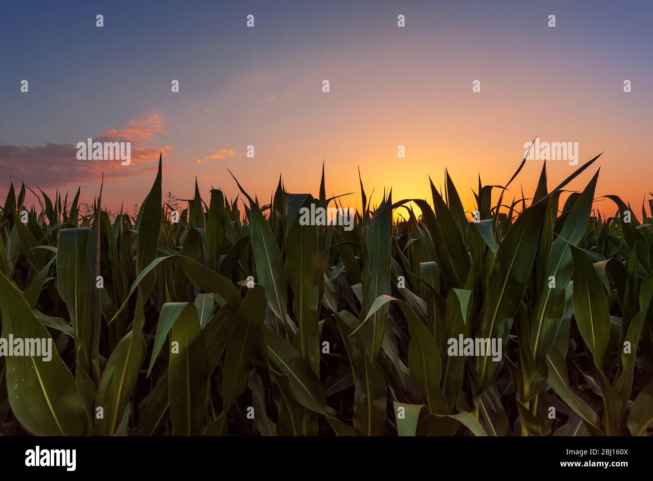 Champ de maïs au coucher du soleil avec beau ciel comme copy space Banque D'Images