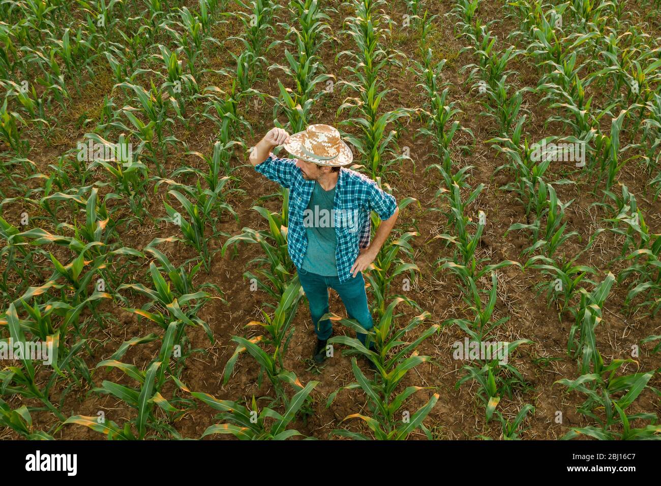 Un fermier fatigué épuisé debout dans le champ de sorgho cultivé regardant sur les cultures dans son maillot de sueur après l'activité agricole dure, aérienne Banque D'Images