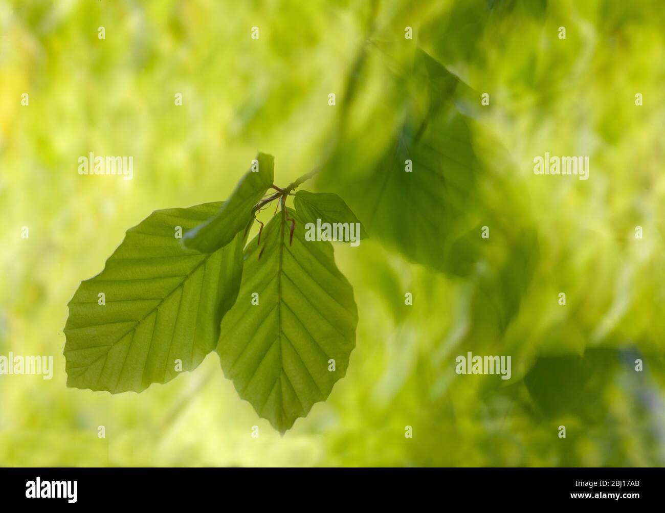 Les feuilles de hêtre vert citron super vives de feuilles de printemps fraîches sont au premier plan contre le flou de mouvement du vent dans l'arbre déplaçant les feuilles Banque D'Images